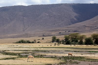 Kenya and Tanzania combined Safari
