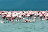 Lake Nakuru Safari