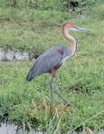 Amboseli Goliath Heron