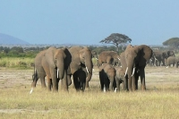 Amboseli National Park