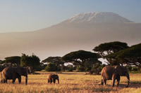 Amboseli Safari