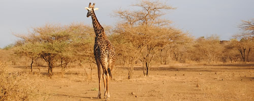 Tsavo Safaris