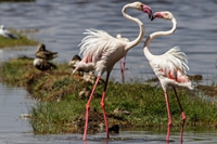 Lake Nakuru National Park