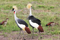 Masai Mara Safari