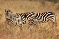 Samburu National Reserve