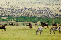 Wildebeest Migration Masai Mara Safari