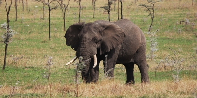 Tsavo East National Park