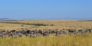 Masai Mara National Reserve