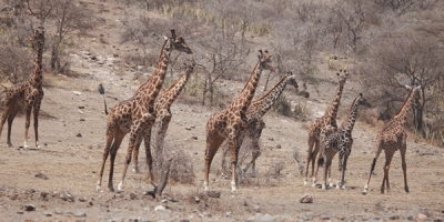 Tsavo West National Park