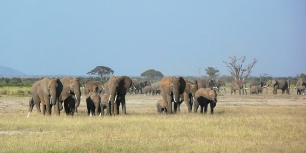 Amboseli National Park