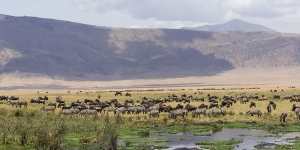 Ngorongoro Conservancy Areea