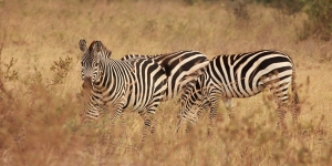 Samburu National Reserve