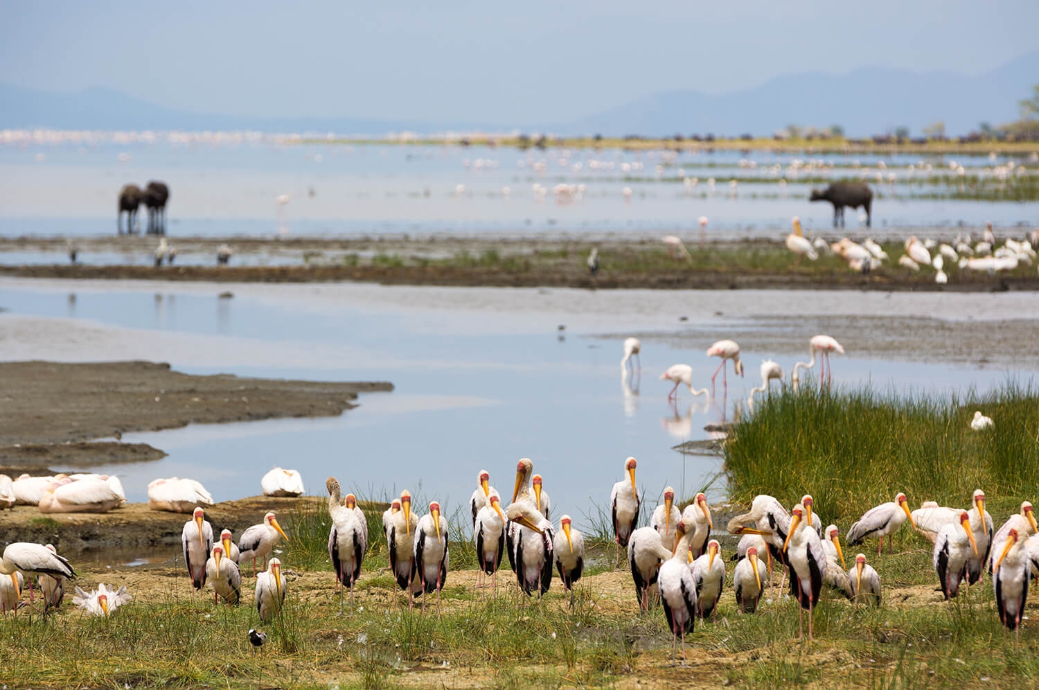 Lake Manyara National Park