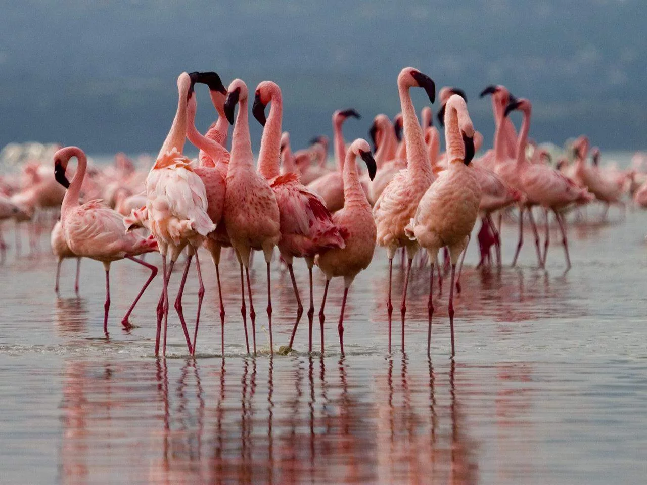 Lake Nakuru National Park