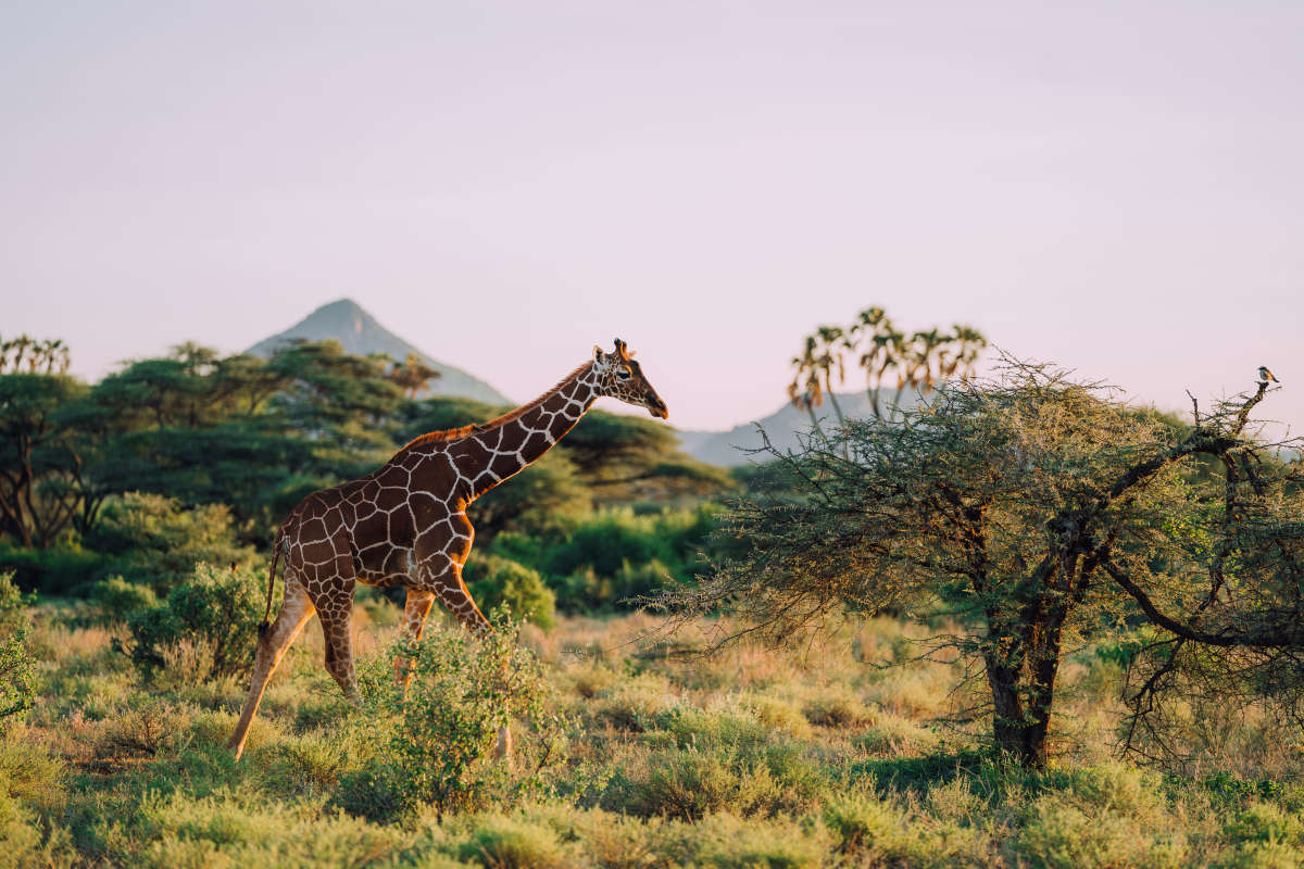 Samburu National Reserve