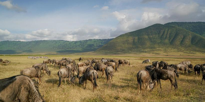 Ngorongoro Conservancy Areea
