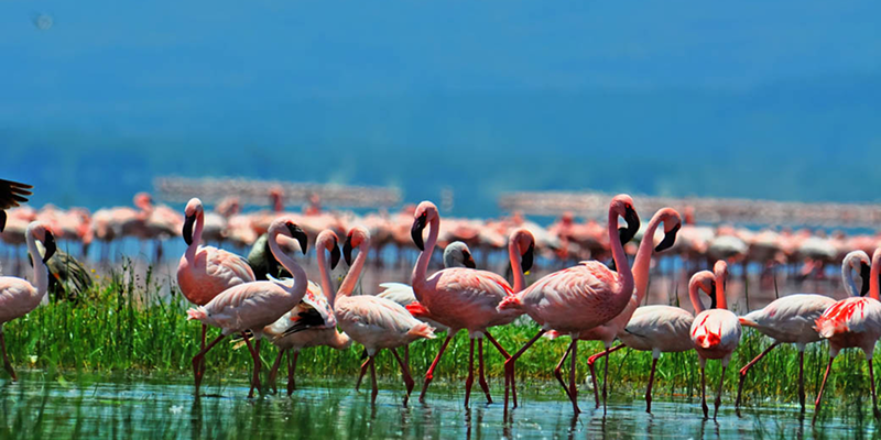 Lake Nakuru National Park